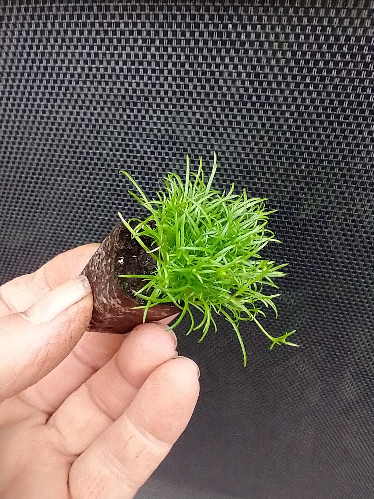 18 x Irish Moss - 2cm Plug Plants - Sagina Subulata - Scottish Moss - Picture 7 of 24