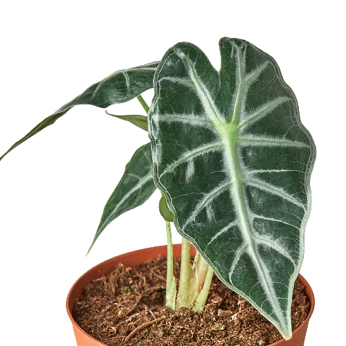 Alocasia Amazonica 'Bambino'-4" Pot - Picture 4 of 4