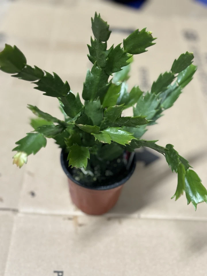 Cacto de Natal amarelo “Limelight Dancer” planta viva planta de casa interior - Imagem 2 de 3