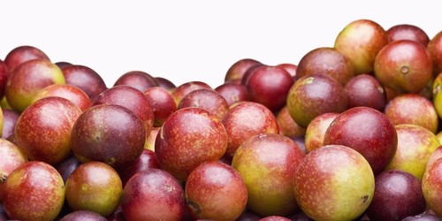 Acai Camu-Camu Cupuacu Graviola Acerola Guarana Powder - 10 lb (Combo Package) - Picture 9 of 11