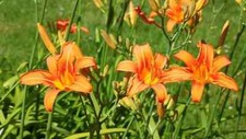 ORANGE DAYLILY BARE ROOT LIVE STARTER PLANTS SET OF 6