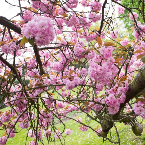 Prunus 'Kanzan' | Japanese Flowering Cherry | Ornamental Garden Tree | 5-6ft - Picture 2 of 5