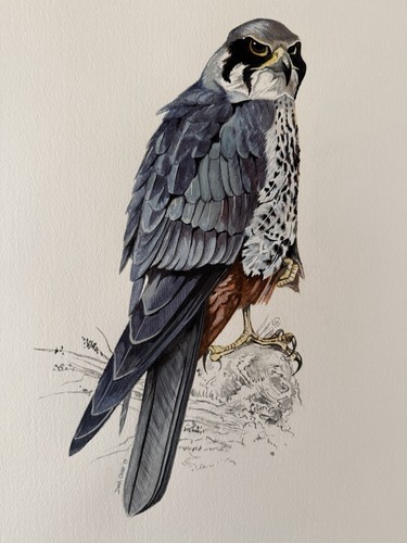 Original Derek Oliver Watercolour Painting Peregrine Falcon Bird of Prey Hawk - Picture 2 of 4