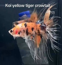 BETTA KOI YELLOW TIGER CROWTAIL LIVE FISH HIGH QUALITY 753