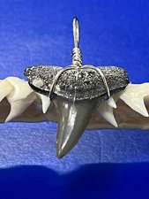 SHARK TOOTH PENDANT Fossilized 7/8 Inch Upper LEMON Shark Tooth 