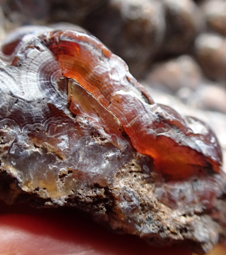 Botryoidales Fossil Koralle Geode Fragment GA Achat Cabbing Schmuck Antik Meer WC70