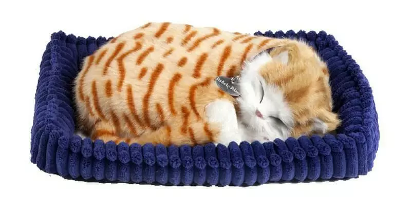 Perfect petzzz chat cheap