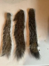 Three (3) Dehydrated Grey squirrel tail For  fly tying. Bone In, Natural.