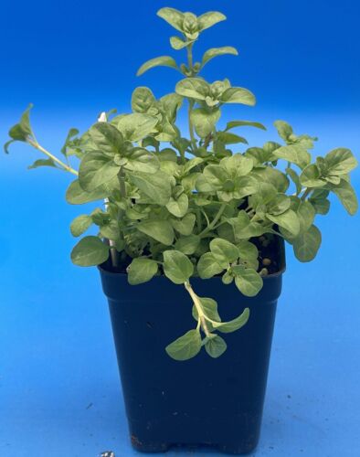 Pennyroyal Starter Plant Mentha Pulegium In 3" Pots Aroma of Mint and Anise! - Picture 2 of 5