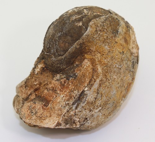Nautilus, Paranautilus sundaicus, Trias, Nor, Noe Bihati, Timor -L340 - Bild 7 von 8