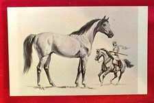 ARAB OLEST BREEDOF LIGHT HORSE POSTCARD UNUSED