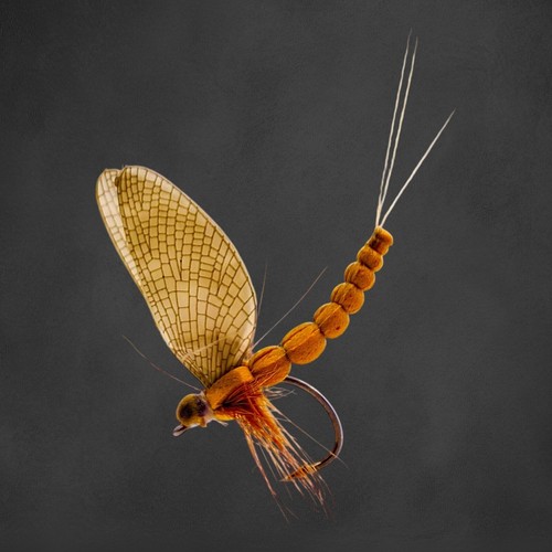 3 Stück Realistische Maifliege mit Extended Body [Cinnamon] Trockenfliege - Bild 2 von 2