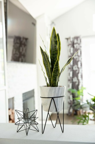 Flora Bunda Artificial 1.75 feet H Snake Plant in 8 inch Marble Finish Pot Stand - Picture 3 of 6