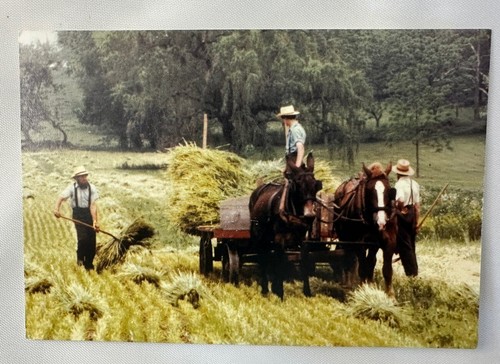 Amish Heartland Farm Post Cards All Are Unposted Lot of 11 Vintage - Picture 7 of 23