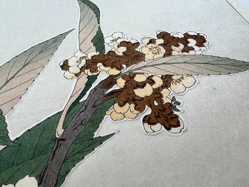 Japanese Woodblock Print “Loquat” Kawarazaki Shodo Floral Botanical Art - Picture 7 of 8