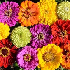 Zinnias CONFETTI Mixed Colors HEIRLOOM Bees Butterflies Pollinators 200 Seeds 