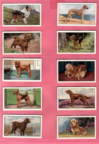 Gallaher: Dogs A Series 1936 Full Set 48 Cigarette Cards - Picture 3 of 10