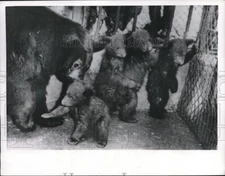 1957 Press Photo Black bear tries to get her 4th cub in line at Glenwood Zoo