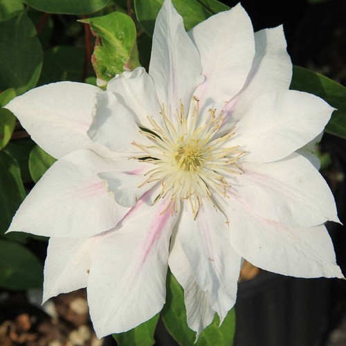 100 semi di clematide fiori da giardino clematis florida - Foto 12 di 13