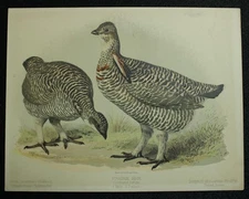Prairie Hen Print by L. Prang Boston Copyright 1814 Measures 10.5 X 13.75" C31G