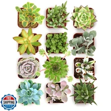 Shop Succulents Collectors Succulent Plant Pack Collection - Live