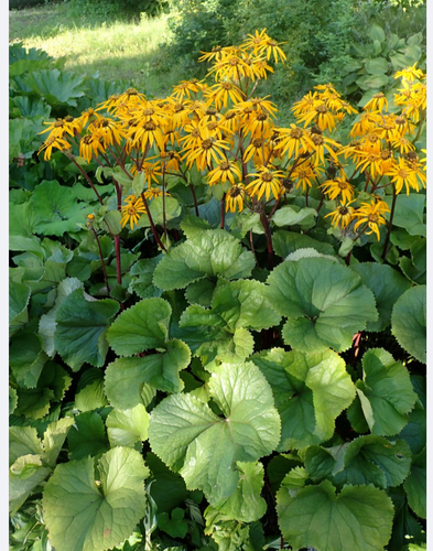 2 LIGULARIA DENTATA 'DESDEMONA' LEOPARD PLANT HARDY PERENNIAL SHADE PLANT