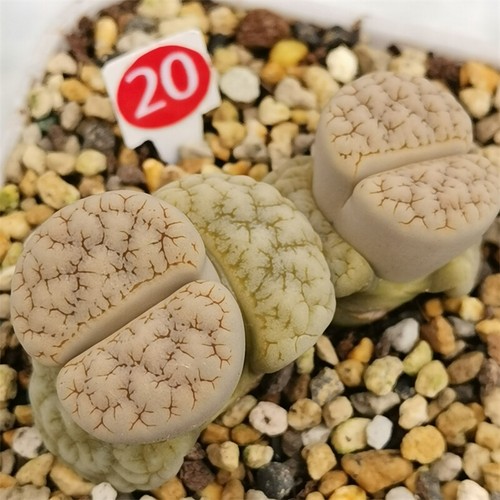 Lithops de planta suculenta de 2 cabezas N. E. Br. Hermosa planta de jardín para el hogar suculenta - Imagen 18 de 24