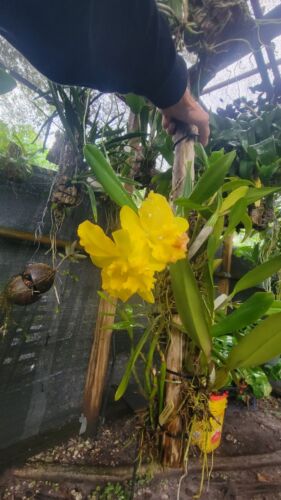 Cattleya Stick # 2 - Picture 1 of 16
