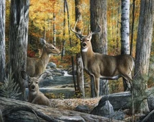 Broken Silence II by Kevin Daniel Fine Art Print Deer Buck Wildlife Poster 16x20