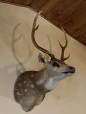 Axis Deer Buck Shoulder Mount Taxidermy, 6-Point Antlers