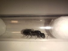 RARE Camponotus Pennsylvanicus Queen Carpenter Ant HUGE