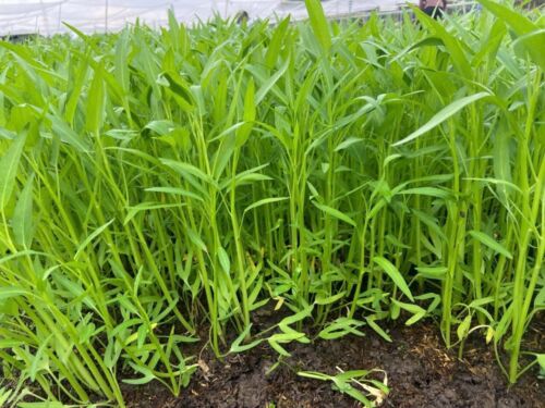 1200 Hat Giong Rau Muong La Tre. Kong Xin Cai, 95% Germination Rate In The Usa - Picture 3 of 6