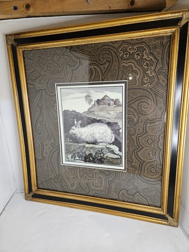 2 Framed Matted Etching Or Prints Of Etching Angora rabbit Or Domestic Rabbit - Picture 16 of 24