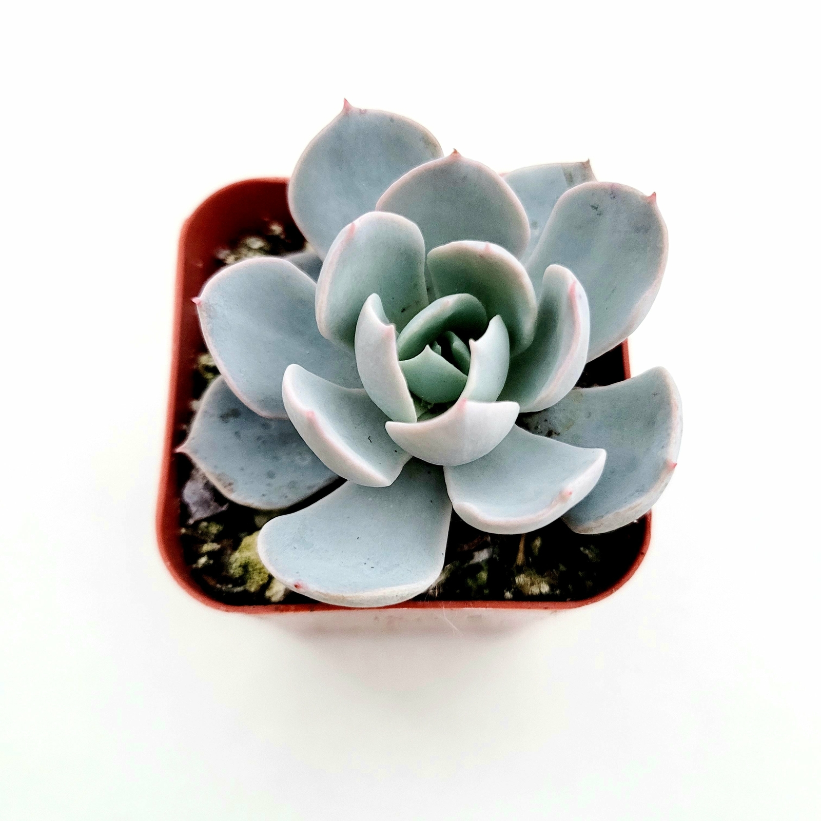 Picture 1 of 5