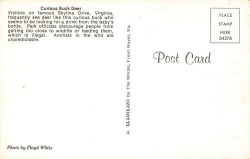 Postal Curious Buck Deer Skyline Drive Virginia en busca de una bebida - Imagen 2 de 2