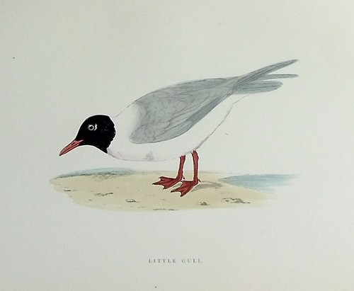 KLEINE MÖWE, original antiker ornithologischer Druck, Vogel, MORRIS, 1897 - Bild 2 von 2