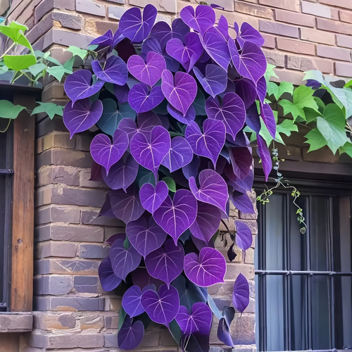 100Pcs Colorful Leaf Morning Glory Seeds Color Perennial Garden Open Air Bonsai - Picture 9 of 15