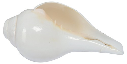 POOJA SOUND SHANKHA SHANKH CONCH SHELL 5.5 INCH FOR HINDU DIVINE WORSHIP - Picture 3 of 3