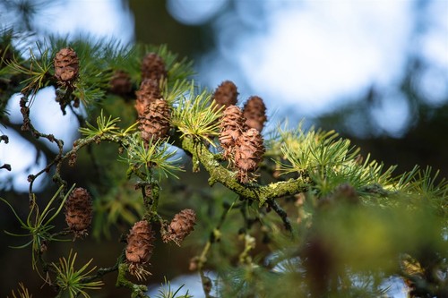 Larix decidua, Europäische Lärche, 100–125 cm, winterhart - Bild 7 von 14