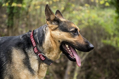 NFL Pet Collar Heavy-Duty Durable & Adjustable Dog Collar & Cat Collar - Picture 6 of 94