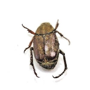 insect beetles scarabaeidae hoplia sp russian far east ebay