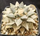 ARIOCARPUS SCAPHAROSTROIDES from seed 9 CM!! aztekium copiapoa euphorbia