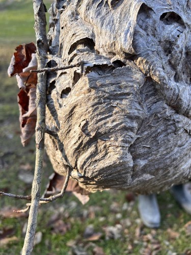 Bald Face Hornets Paper Wasp Hive Nest Branch Mancave Bees Nest Huge - Picture 16 of 24