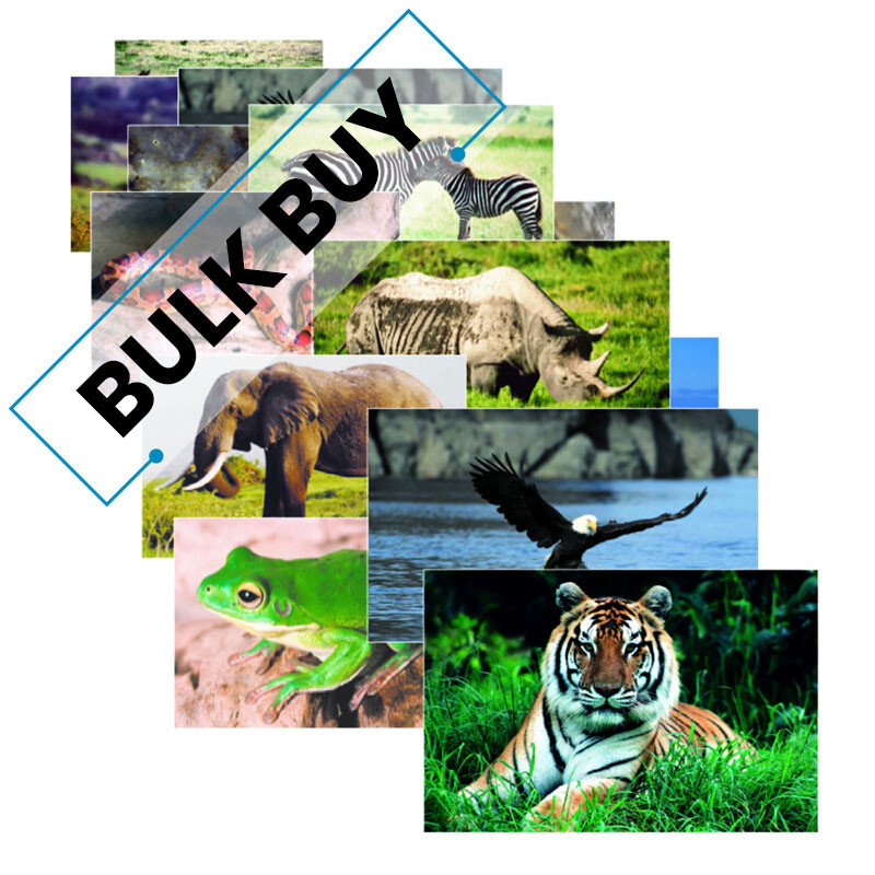 Wild Animals Poster Set, Set of 10 | Bulk Order of 5 Sets | eBay Wild Animals Poster Set, Set of 10 | Bulk Order of 5 Sets | eBay