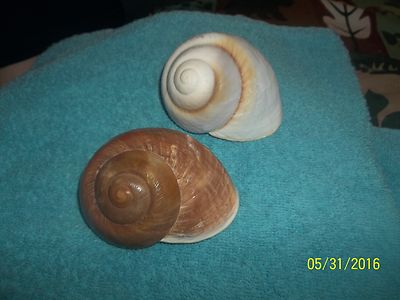 sea shell Giant Land Snail craft or aquarium very nice individual /</>/<