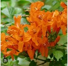 Cape Town Orange Tecomaria~Small Rooted starter Plant~Hummingbird Heaven!