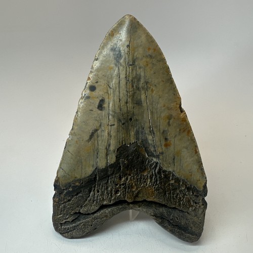 Megalodon Shark Tooth 5.79 Inch - Real - Large Fossil - Natural Teeth 19716 - Picture 4 of 8