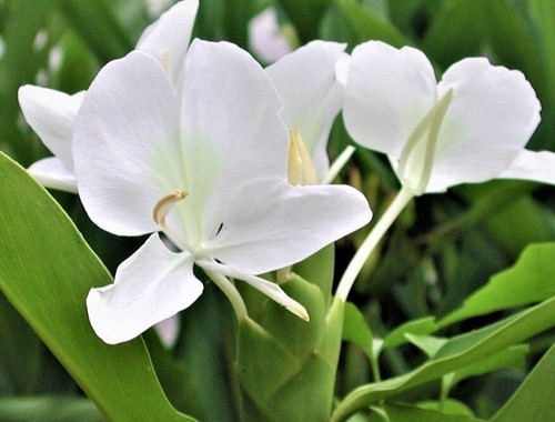 Fragrant White Butterfly Ginger Lily (Hedychium Coronarium) Live Plant in a Pot - Picture 4 of 5