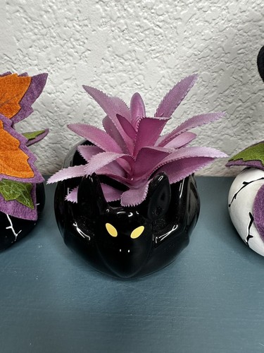 "Lote de 3 plantas suculentas Hyde & Eek Target decoración Halloween 6"" 2020 calabaza gato" - Imagen 3 de 5
