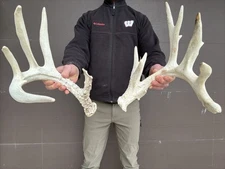 Nice!! 149" 14 Point  Whitetail Deer Shed Antlers Sheds Horns Rustic  taxidermy